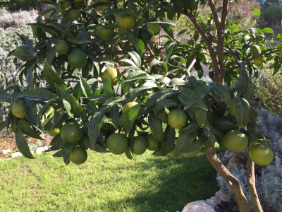 clémentine arbre1-min.jpg