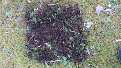Feraway pour un gazon sans mousse