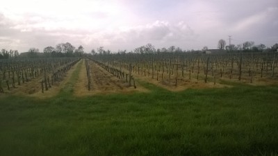 WP_20170401_001.jpg
