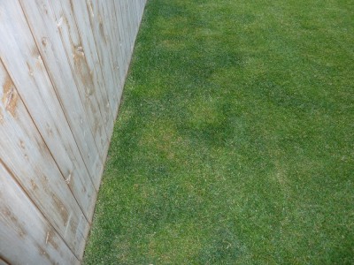 zone dry patch sur gazon-min.JPG