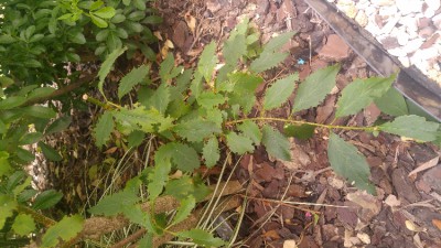 20170626_203658_HDR.jpg
