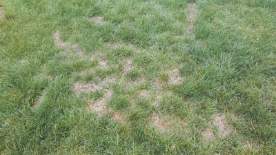 IMG_20170724_090517.jpg