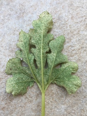 feuille de courgette verso.jpg