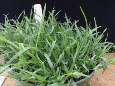 Gazon bermuda-grass.jpg