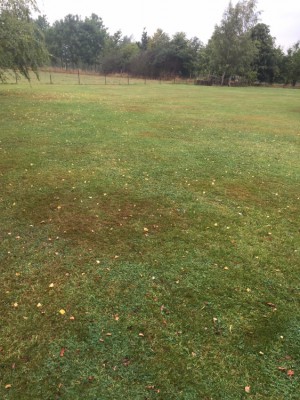 Vue globale partie &quot;prairie&quot;