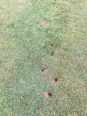 Terrain de golf commencé par les mulots