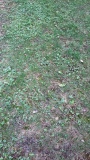 B.08.09.17jardin.jpg