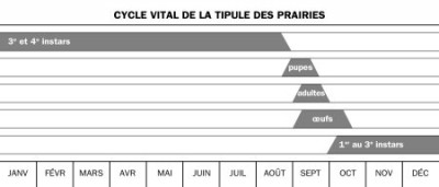 cycle tipule gazon.jpg