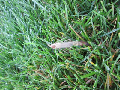 IMG_1416.JPG