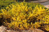 forsythia_maree_dor1.jpg