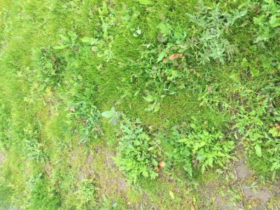 IMG-0728.JPG