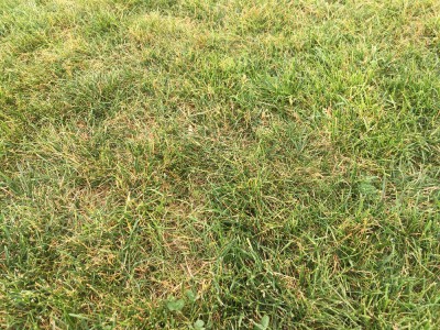 Zone piétiné par mes enfants (cage de foot)