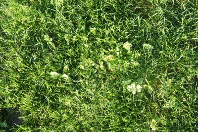 Beaucoup de mauvaise herbes