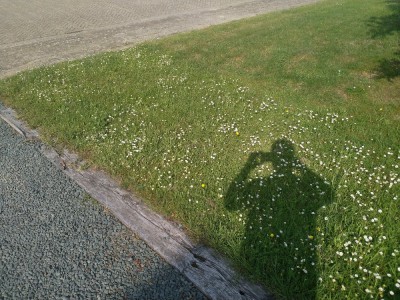 Fleurs