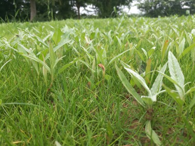 Mauvaise herbe inconnue