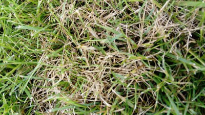 DSC_2650.JPG
