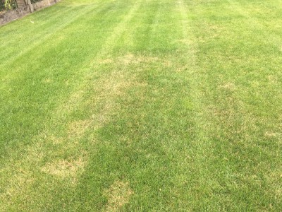 Photos 2 jours après l'application de l'Algifol Green + Protector