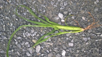 WP_20180701_10_06_19_Pro.jpg